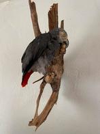 Opgezette vogel papegaai, Collections, Collections Animaux, Enlèvement ou Envoi, Oiseaux