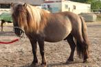 Grullo mini hengst, Dieren en Toebehoren, Hengst, A pony (tot 1.17m), Met stamboom, 7 tot 10 jaar
