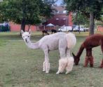Mooie, gezonde alpaca hengst, Mannelijk