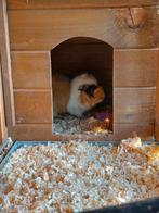 Gratis mannetjes cavia, Dieren en Toebehoren, Cavia, Mannelijk, Mei, Tam