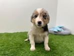 Chiots Croisé Border Collie x Berger Australien, Plusieurs, Hépatite contagieuse (maladie de Rubarth), Belgique, Plusieurs animaux