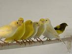 Kleurkanaries, Dieren en Toebehoren, Vogels | Kanaries, Meerdere dieren, Kleurkanarie