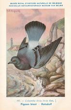 ROTSDUIF, Verzamelen, Postkaarten | Dieren, Verzenden, Ongelopen, Vogel