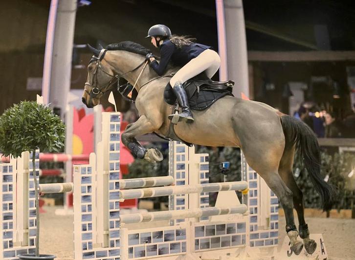 Ervaren springpaard te koop, Dieren en Toebehoren, Paarden, Ruin, 165 tot 170 cm, Springpaard