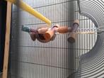 Vogelkooi, Ophalen, Zo goed als nieuw, Overige materialen, Vogelkooi