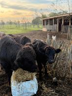 3 lieve mini koetjes te koop, Dieren en Toebehoren, Vrouwelijk