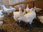 Poule de bresse hennen, Animaux & Accessoires, Volatiles