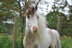 Buckskin Tovero Hengst te Dekking AMHA/nmprs, Dieren en Toebehoren, Pony's, Gechipt, Niet van toepassing, Hengst, 3 tot 6 jaar