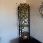 Hangplant, Enlèvement