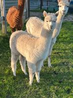 Prachtige jonge alpaca merrie veulen lichte fawn kleur., Dieren en Toebehoren, Overige Dieren, Juni, Vrouwelijk
