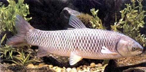 Carpe herbacée, Animaux & Accessoires, Poissons | Aquariums & Accessoires, Neuf, Autres types, Enlèvement ou Envoi