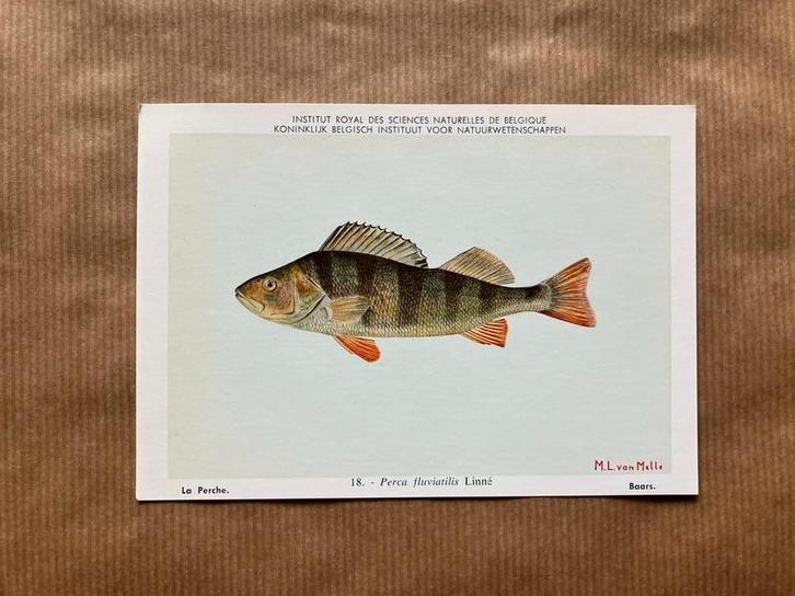 Zoetwatervissen van België - Reeks 2, Collections, Cartes postales | Animaux, Enlèvement ou Envoi