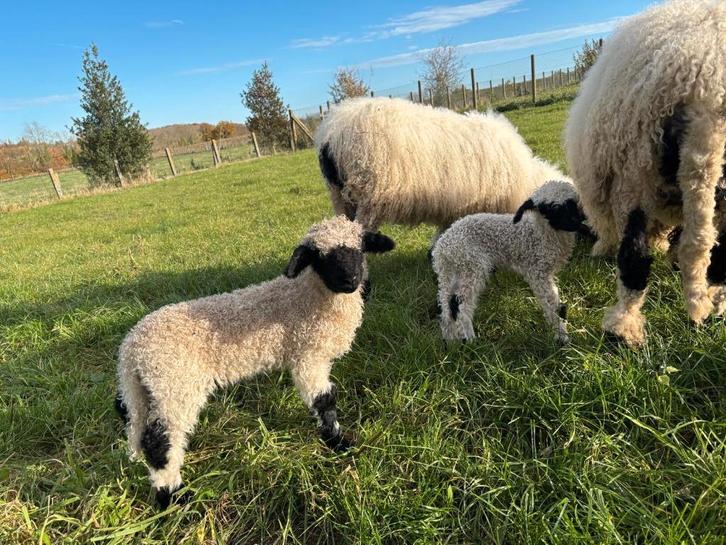 Walliser schwarznase ram stamboek, Dieren en Toebehoren, Schapen, Geiten en Varkens, Schaap, Mannelijk, 0 tot 2 jaar