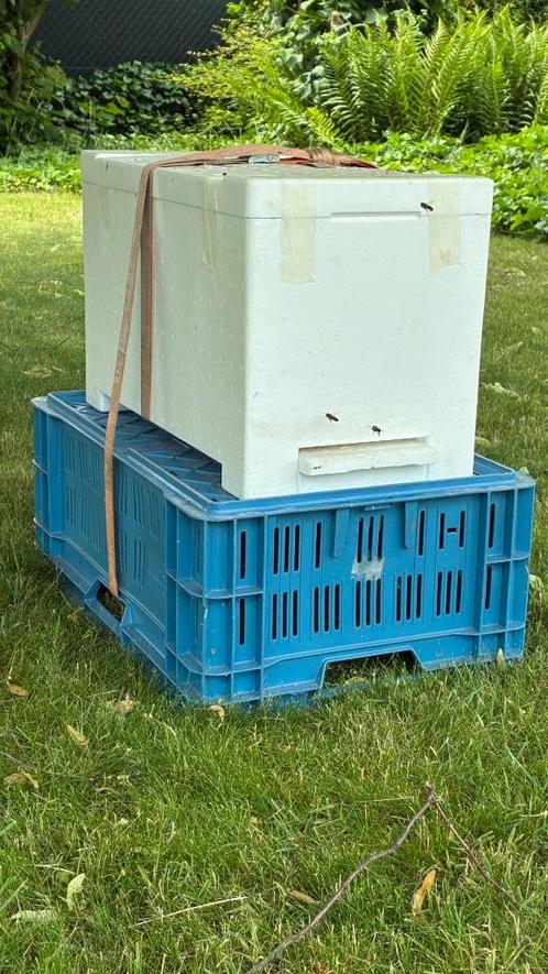 Bijenvolk Carnica, Dieren en Toebehoren, Insecten en Spinnen, Bijen