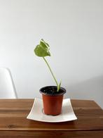 Monstera Deliciosa Stekje - Individueel, Maison & Meubles, Plantes d'intérieur, Plante verte, Plein soleil, Enlèvement, Moins de 100 cm
