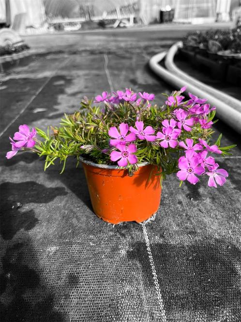 Phlox subulata (bodembedekker) in verschillende kleuren, Tuin en Terras, Planten | Tuinplanten, Vaste plant, Bodembedekkers, Volle zon