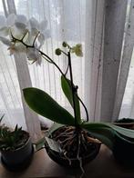Orchidee - witte bloem, Ophalen