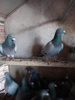 Pigeons