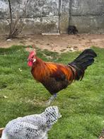 Toom brakel kippen, Dieren en Toebehoren, Pluimvee