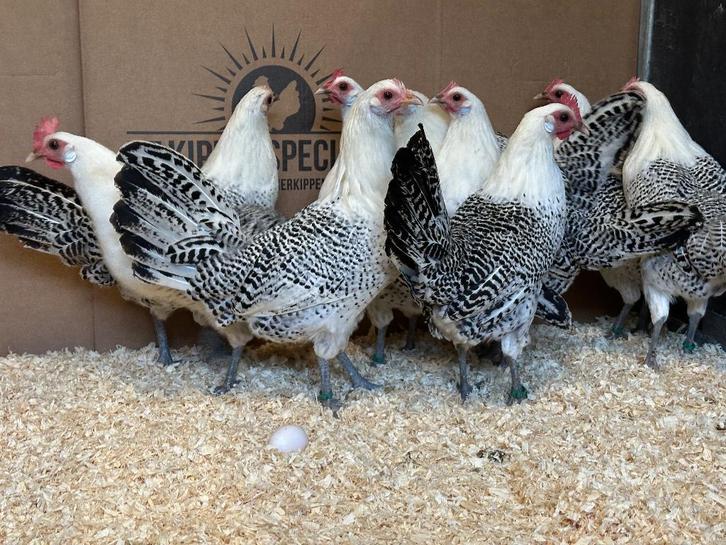 Jonge tamme Friese Hoen kippen gesekst & ingeënt, Dieren en Toebehoren, Pluimvee, Kip, Vrouwelijk