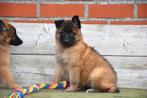 Chiots bergers de Tervuren, Plusieurs, Parvovirose, Belgique, Berger