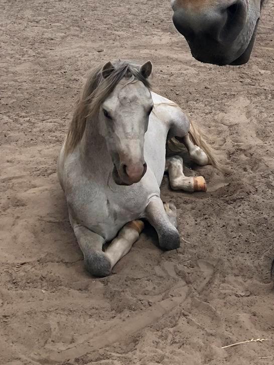 Opzoek naar stalling, Dieren en Toebehoren, Paarden