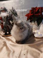 Konijnen, Dieren en Toebehoren, Vrouwelijk, Klein, 0 tot 2 jaar