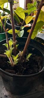 Yacon en passievrucht plantgoed, Tuin en Terras, Ophalen, Volle zon, Vaste plant, Zomer