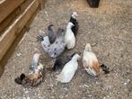Jonge krielkippen, Meerdere dieren, Kip