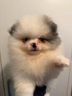 100% pomeriaan puppy te koop papa en mama FCI stamboom, Dieren en Toebehoren, Honden | Poolhonden, Keeshonden en Oertypen, Keeshond