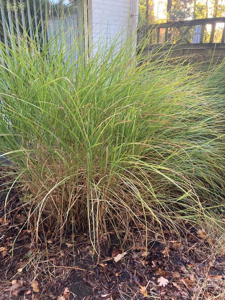 Gratis siergras Carex Zegge, Tuin en Terras, Planten | Tuinplanten, Vaste plant, Ophalen