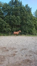 Gezocht: rijbak/piste te huur, Dieren en Toebehoren, Stalling en Weidegang