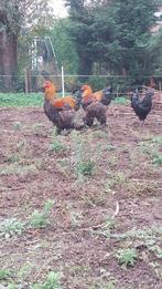 Brahma haan, Dieren en Toebehoren, Pluimvee