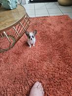 Prachtig klein en fijn chihuahua pupy reutje 0470497649, België, Particulier, Reu, 8 tot 15 weken