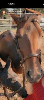 Paard met veulen, Animaux & Accessoires, Chevaux, Jument