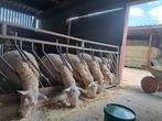 Grote bokken, Dieren en Toebehoren, Schapen, Geiten en Varkens