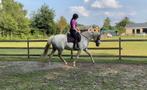 Merrie - warmbloed - paard, Merrie