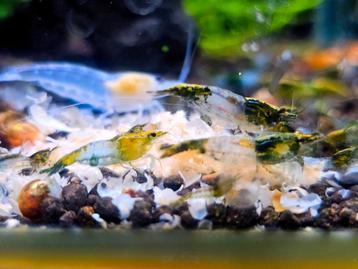Green rili garnalen beschikbaar voor biedingen