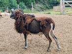 Ruilen of te koop: handtamme soay dekram, Dieren en Toebehoren, Schapen, Geiten en Varkens
