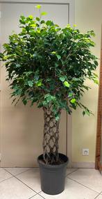 Grote kamerplant ficus op stronk +- 160cm, Ophalen, Ficus