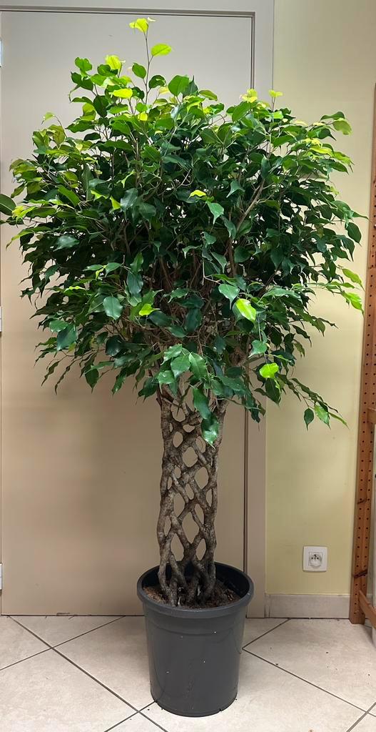 Grote kamerplant ficus op stronk +- 160cm, Huis en Inrichting, Kamerplanten, Ficus, Ophalen