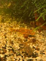 10 calico ancistrussen lda016, Dieren en Toebehoren, Vissen | Aquariumvissen, Vis, Zoetwatervis, Schoolvis