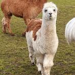 Alpaca hengstje/ alpaca, Juillet, Mâle