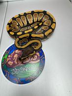 DH cryptic desert ghost 50% het pied Nr5, Dieren en Toebehoren