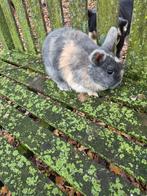 Dwergkonijn voedster, Dieren en Toebehoren, Vrouwelijk, Dwerg, 0 tot 2 jaar