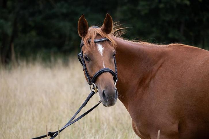 Vayana of Cobronc, Animaux & Accessoires, Chevaux, Jument, Moins de 160 cm, 3 à 6 ans