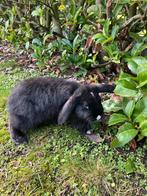 5 tamme frans hangoor rammetjes., Dieren en Toebehoren, Hangoor