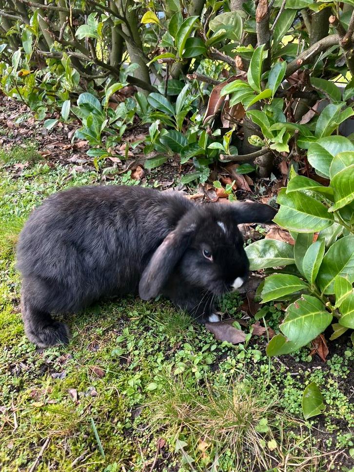 5 tamme frans hangoor rammetjes., Dieren en Toebehoren, Konijnen, Hangoor