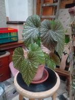 Begoniaplant in een pot, Ophalen, In pot