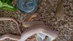 Korenslang koppel, Dieren en Toebehoren, Slang, Tam, 3 tot 6 jaar